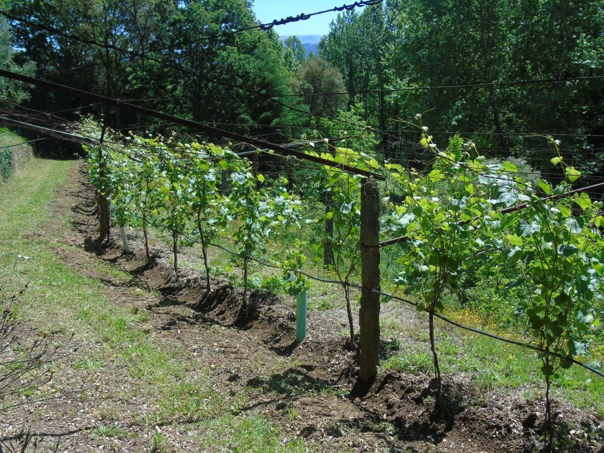 Quinta Da Chouza Agroturismo E Enoturismo Celorico De Basto Εξωτερικό φωτογραφία