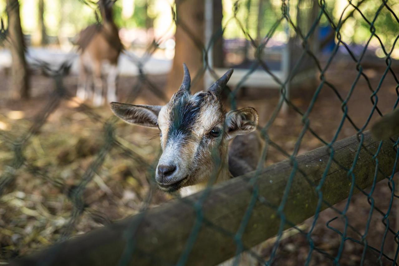 Quinta Da Chouza Agroturismo E Enoturismo Celorico De Basto Εξωτερικό φωτογραφία