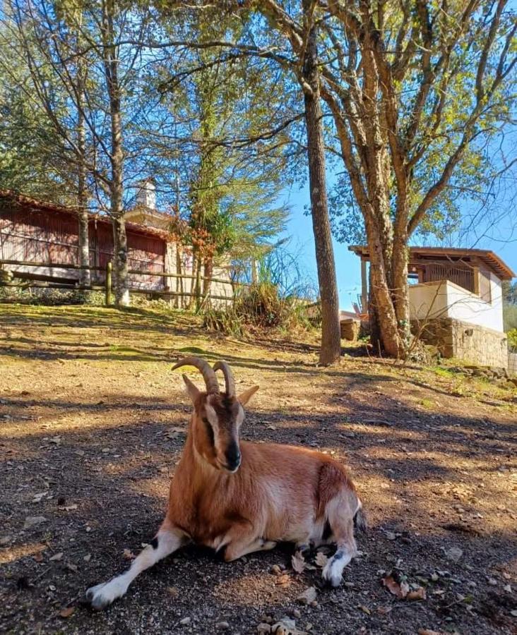 Quinta Da Chouza Agroturismo E Enoturismo Celorico De Basto Εξωτερικό φωτογραφία