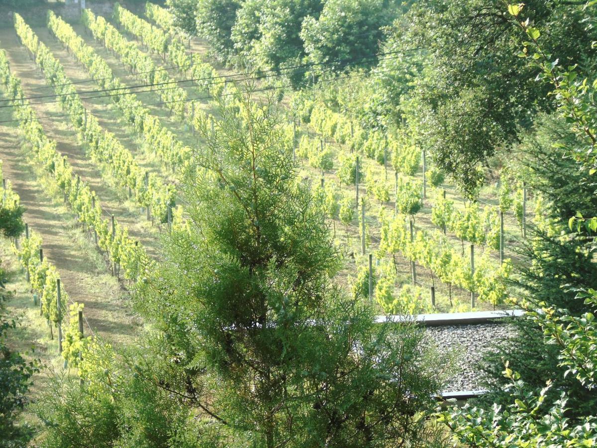 Quinta Da Chouza Agroturismo E Enoturismo Celorico De Basto Εξωτερικό φωτογραφία